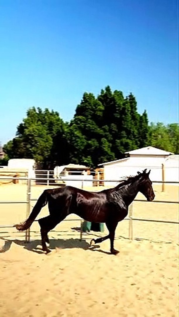 ⁣tHE hORSE BASIC INTRO  2- HORSE VIDEO - PETS WORLD #TIKOK #VIRAL