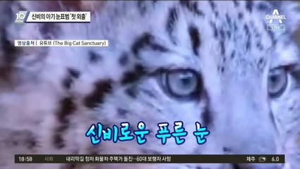 신비의 아기 눈표범…베일 벗고 ‘첫 외출’