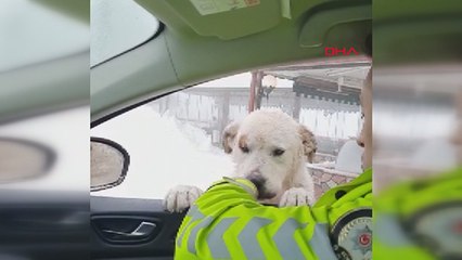 Polis, krakerle köpeği besledi