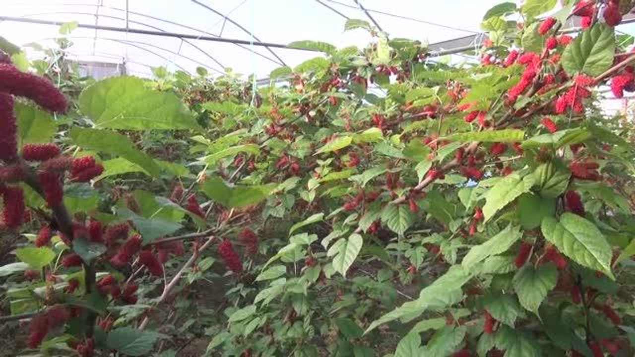 Örtü altında yetiştirilen karadutta hasat başladı