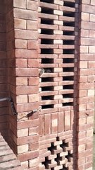 Video of Squirrel ️ By Kingdom of Awais