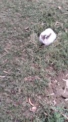 Cute Cat  White Video By Kingdom of Awais