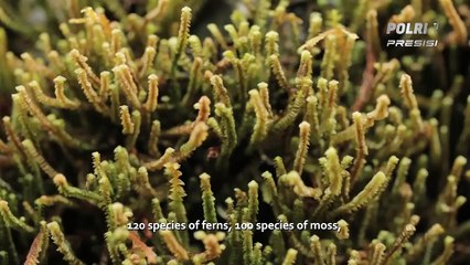 KEINDAHAN TAMAN NASIONAL MANUSELA MALUKU