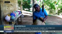 Precio del cardamomo en Guatemala afecta economía de miles de campesinos
