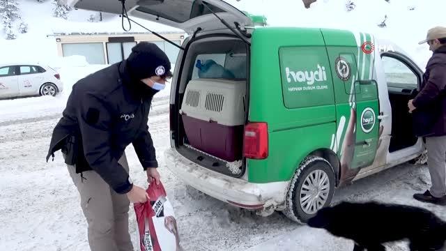 Son dakika... Zigana Dağı'nın terk edilmiş köpekleri polis koruması altında