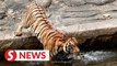 Logging activities do affect tiger population, says Zoo Taiping director