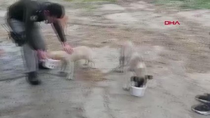 SOKAK HAYVANLARI İÇİN MAMA BIRAKTILAR