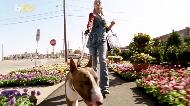 These Pet Products Are Unnecessary, According to Vets!