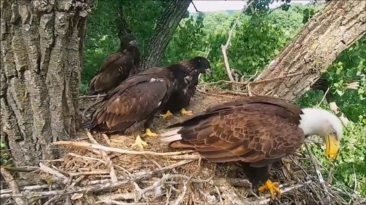 Serangan burung Elang yang mematikan