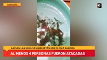 Así son las medusas que están en colonia aurora