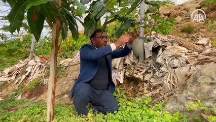 Sıcak iklimi seven tropikal meyve soğuk havadan etkilendi