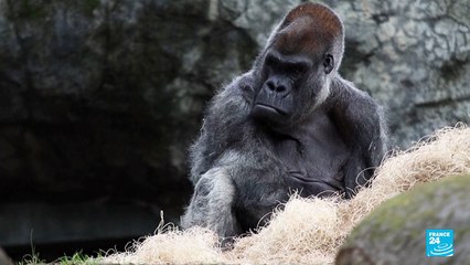 Ozzie, the oldest male gorilla in the world, dies at Atlanta Zoo