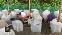 tn7-reserva-pacuare-busca-voluntarios-para-construir-vivero-de-tortugas-marinas-270122