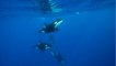 Une étude documente pour la première fois des orques tuant des baleines bleues