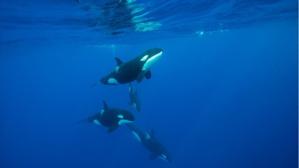 Une étude documente pour la première fois des orques tuant des baleines bleues