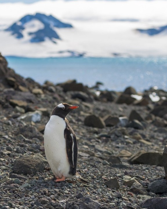 Un manchot filme sa propre attaque sur un banc de sardines carré