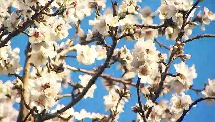 TF1 diffusera la demi-finale de l'Euro de handball demain soir en prime