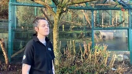 Belfast Zoo new red panda enclosure