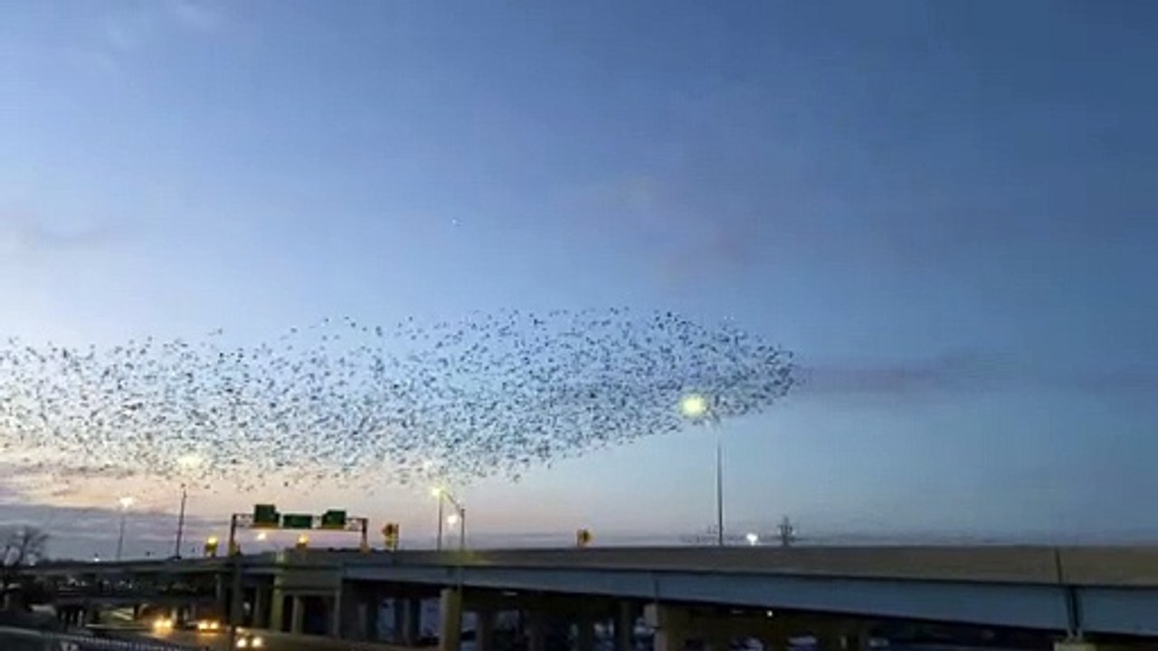 Murmuration Flies Over Freeway