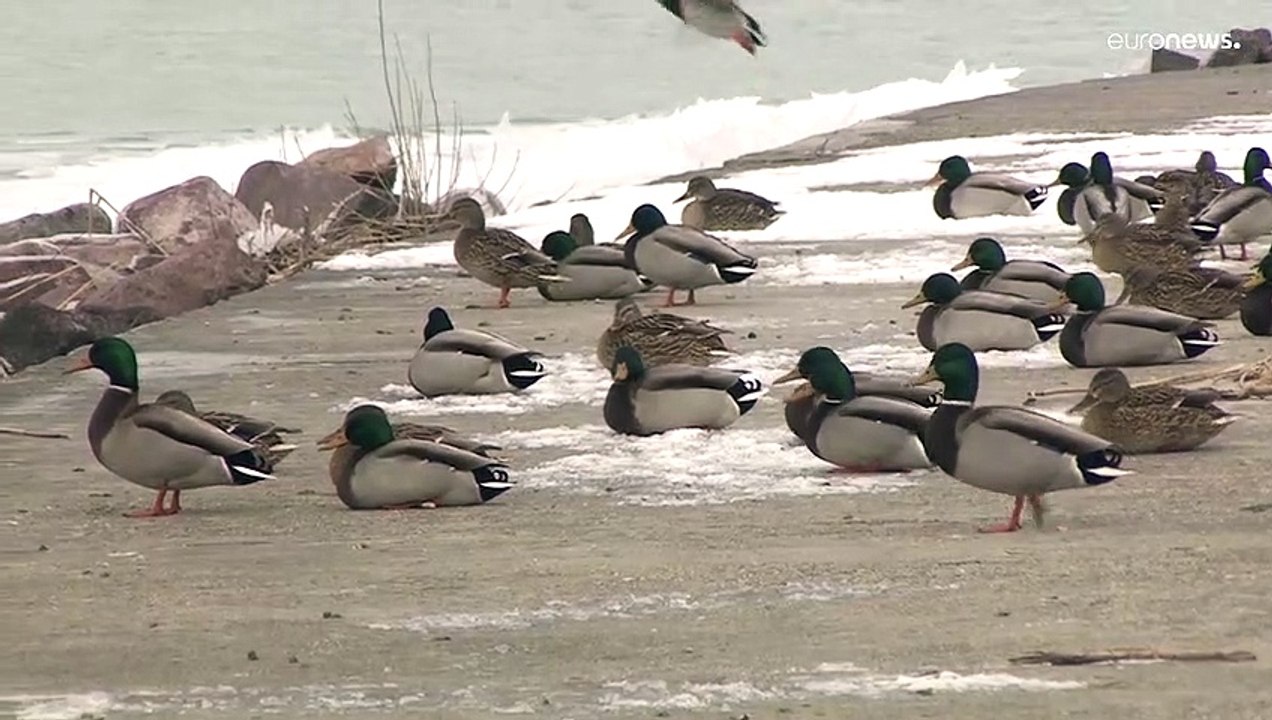 Plattensee zugefroren, aber Eislaufen unmöglich