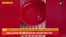 Hallazgo de medusas de aguas dulces