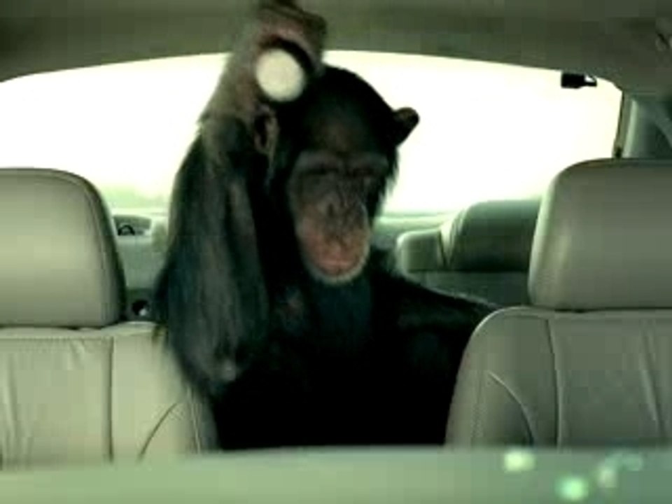 Trunk_Monkey4