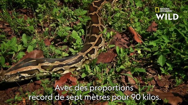 Serpents : cobra royal, mamba noir, bongare... les prédateurs sur National Geographic Channel