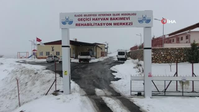 Elazığ Belediyesi Hayvan Hastanesi ve Bakım Evinde 5 binin üzerinde hayvan tedavi edildi