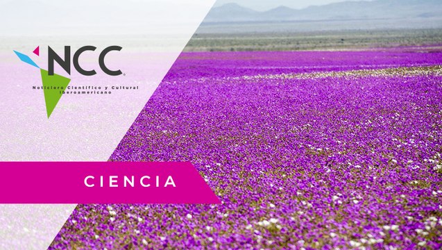 Científicos estudian la resistencia de las flores en el desierto de Atacama