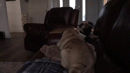 Startled Puppy Rolls Off Sofa