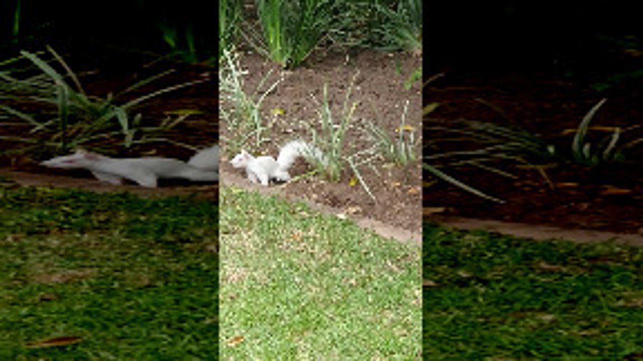 Squirrel Courtship Ends in Ferocious Kick video Dailymotion