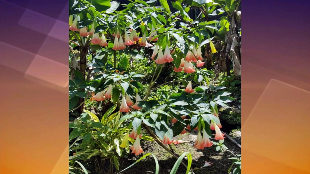 01 OPENING - 27TH JAN 2022 TV6 M.E