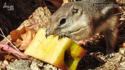 Party Time in the Wild? Do Animals Actually Get Drunk?