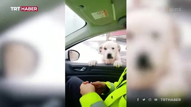 Polis aracının camına gelen köpeği elleriyle besledi