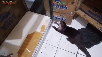 Kasih makan Otter/si Jho peliharaan Rudi Official