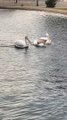 A Pelican Tries to Steal Another Pelican’s Fish