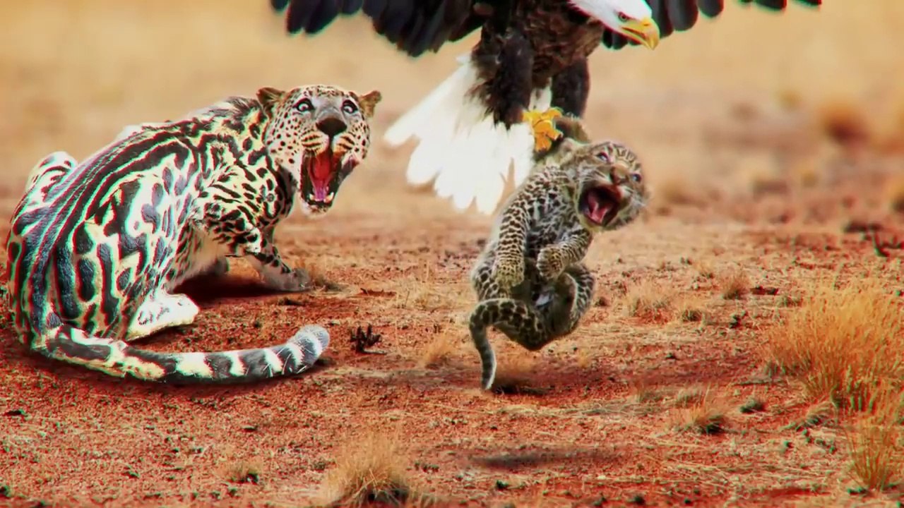 Les Animaux Vengent Leurs Petits