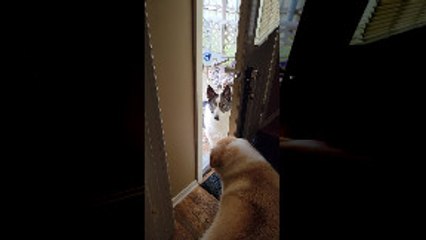 Koda Pulls Daisy Outside to Play by Her Ear