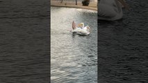 A Pelican Tries to Steal Another Pelican’s Fish