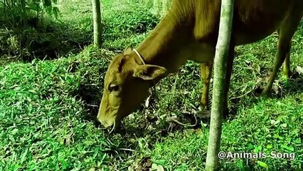 Cow Song And Funny Cow Dance  | New Videos 2022 | Animals Song