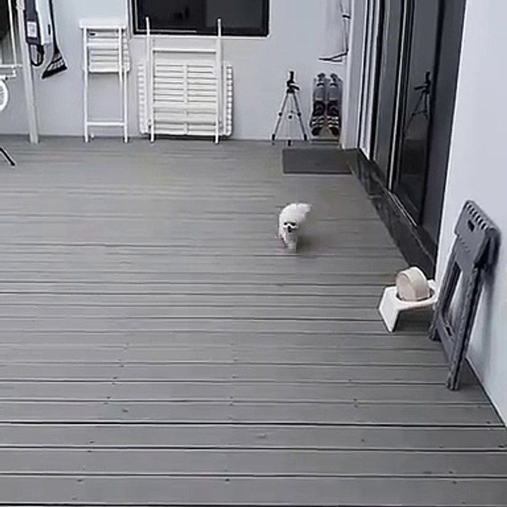 Cute Dog - #64