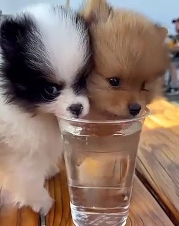 Cute Dog - #65