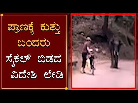Elephant Chasing Foreigner Lady in Karnataka | Bandipur Forest | TV5 Kannada