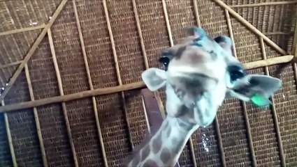 Mortes de girafas são investigadas no Rio