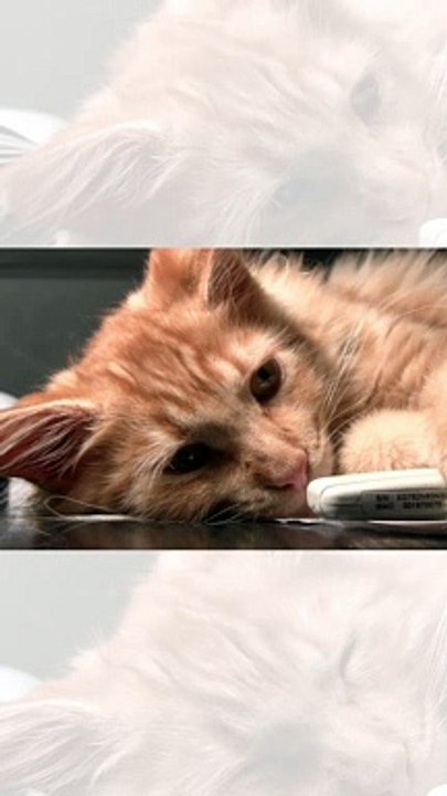 Cute Cat