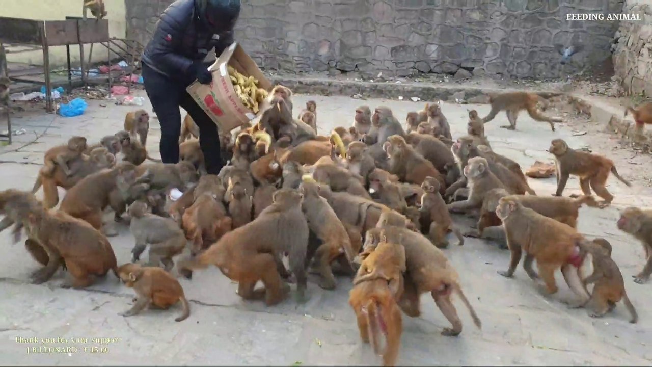feeding a group of monkeys two crates of bananas | feeding banana to wild monkey | monkey eat banana