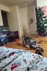 TINGKAH LUCU YANG BISA BIKIN SAKIT PERUT KAMU