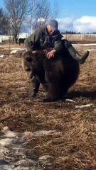 Rodeo version russe... sur un ours