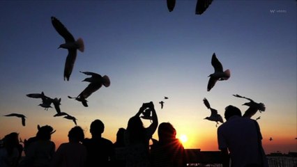 Les oiseaux disparaissent rapidement de la Terre