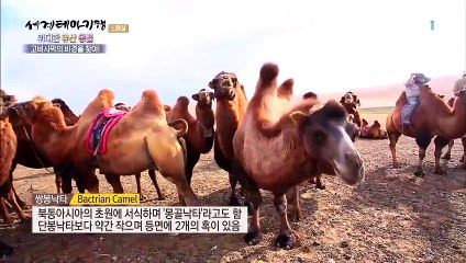 세계테마기행 - 위대한 유산- 노마드의 유산, 몽골_#003
